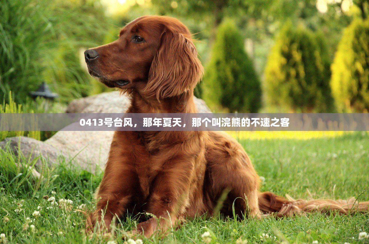0413号台风，那年夏天，那个叫浣熊的不速之客
