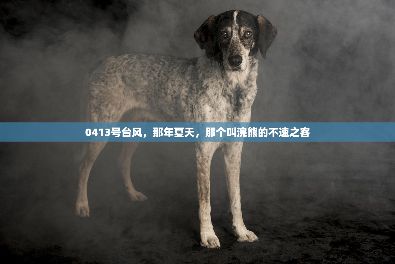 0413号台风，那年夏天，那个叫浣熊的不速之客